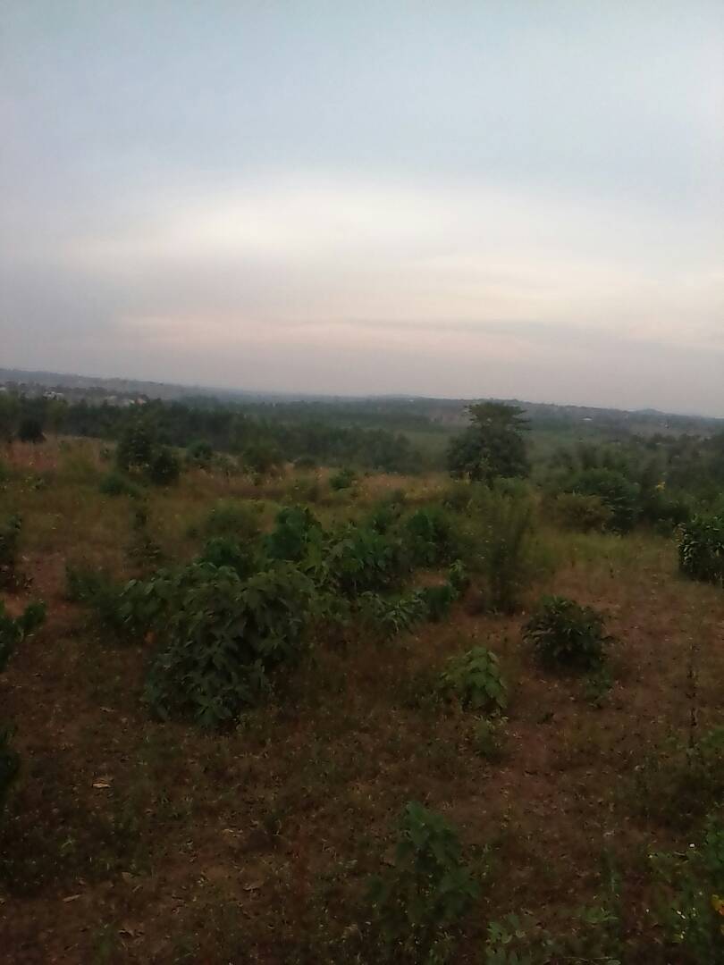 20 Acres Of Land For Sale In Nakasajja Konero Mukono At 35m Per Acre