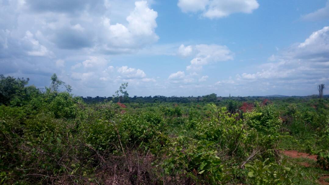 578 Acres Of Mailo Land For Sale In Kakoge Luwero At 3m Per Acre