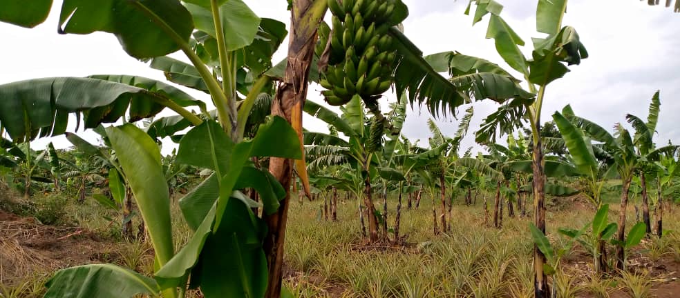 100 Acres Farm For Sale In Kasana Watuba 7m Per Acre - Uganda Property ...