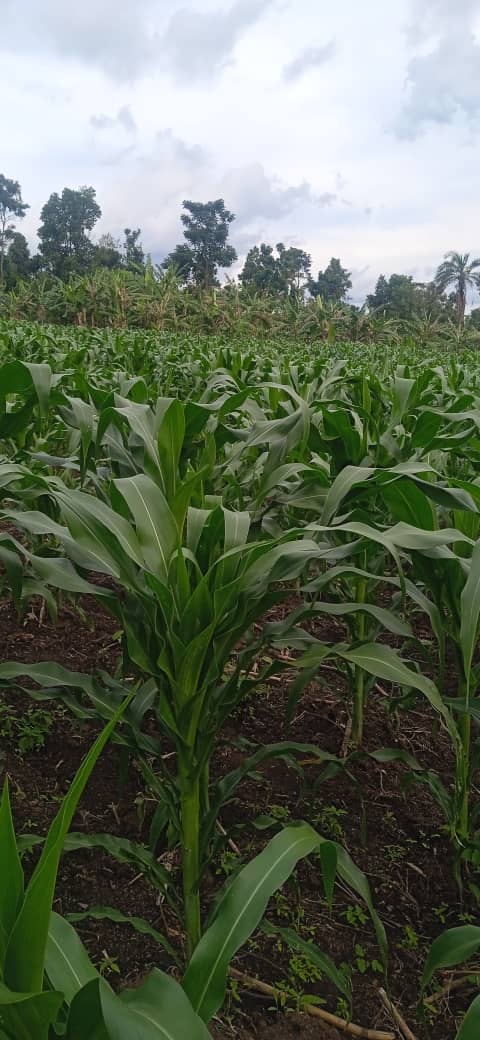 15 Acres Farmland For Sale In Busunju Hoima Road 18m Per Acre - Uganda ...