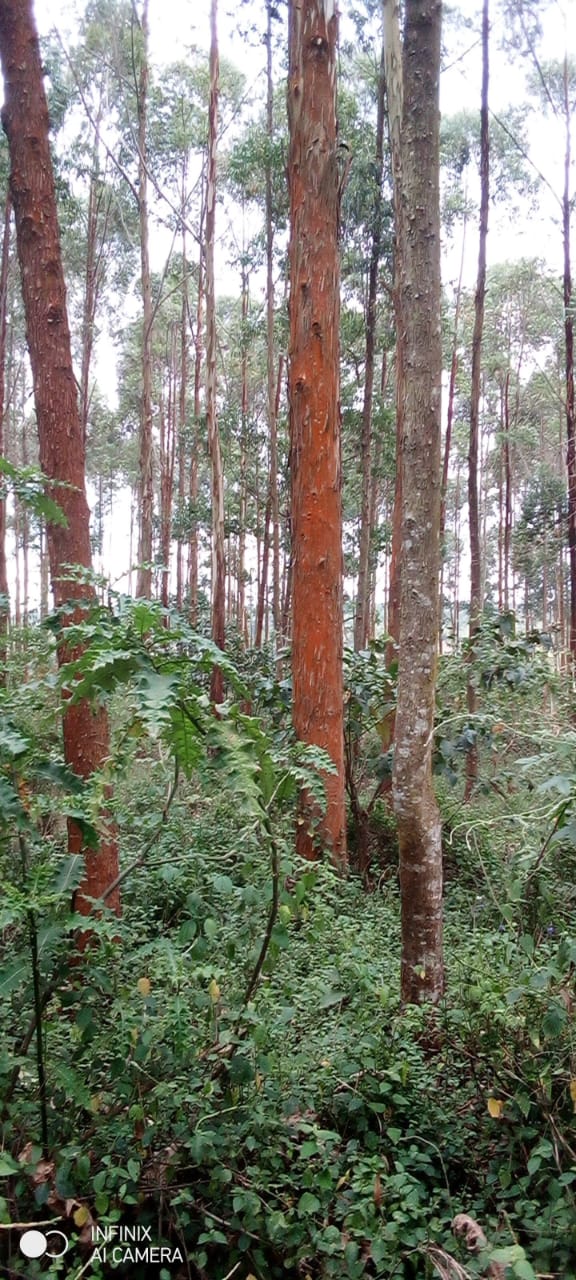 60 Acres Of Land With Eucalyptus Trees For Sale In Kasanje At 150m ...