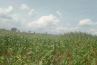 plot of land of 20x30 meters for sale in Akia Lira City at 24m shillings