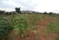 Plots of land for sale in Ayago starting at 15m shillings