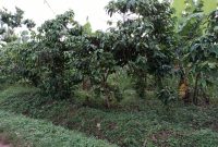 23 decimals plot of land for sale in Kisaasi Kulambiro at 220m