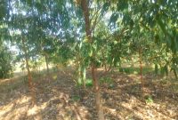 3 acres of land for sale in Ngetta Lira City at 150m