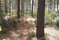 132 acres of 15 year pine trees for sale in Luwero Kiwoko at 10m per acre