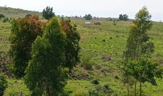 300 Acres Of Land On River Waki Kigorobya Hoima At 6m Per Acre