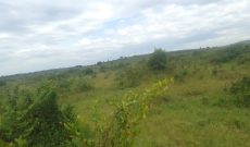 3 Square Miles Of Agricultural Land For Sale In Mityana At 5m Per Acre
