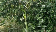 360 Acres Of Farmland For Sale In Kamira Luwero At 6m Per Acre