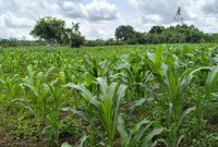 220 Acres Of Agricultural Land For Sale In Kakooge Luwero At 7m Per Acre