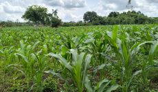 220 Acres Of Agricultural Land For Sale In Kakooge Luwero At 7m Per Acre