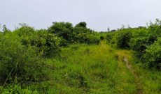 60 Acres Of Farm Land For Sale In Luwero Kakooge At 8m Per Acre