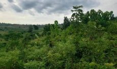 5.5 Acres Of Land For Sale In Kikandwa Near Tarmac 22m Per Acre