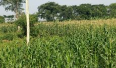 500 Acres Of Farmland For Sale In Kiwoko Nakaseke District 6.5m Per Acre