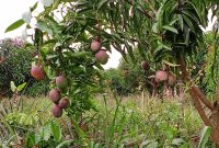100 Acres Farm For Sale Luwero Kikyusa Mangoes, Coffee, Matooke At 1Bn Shillings