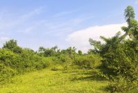 350 Acres Of Farmland For Sale In Nakasongola With Water Dam At 6m Per Acre