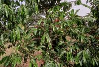 100 Acres Of Farm Coffee, Mangoes, Bananas For Sale In Kikyusa Luwero 2Bn Shilling