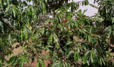 100 Acres Of Farm Coffee, Mangoes, Bananas For Sale In Kikyusa Luwero 2Bn Shilling