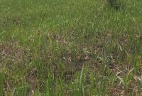4000 Acres Of Land For Sale In Ocoko Village Pabbo Amuru District 1.3m Per Acre