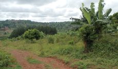 1 Square Mile Of Farmland For Sale In Mpigi Masaka Rd At 25m Per Acre