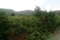50 Acres Of Land For Sale In Jinja At 600m Per Acre