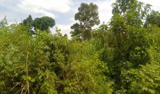 495 Acres Freehold Land For Sale In Tajar Bukedea District At 4m Per Acre