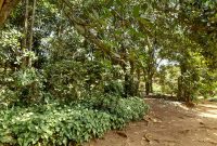 4 Acres Of Land For Sale In Busiika Kalagala At 35m Per Acre