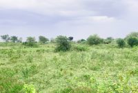 280 Acres Of Land For Sale In Kamira Kikyusa At 3.5m Per Acre