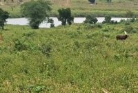 370 Acres Of Farm Land With Water Source In Gomba For Sale At 6m Per Acre