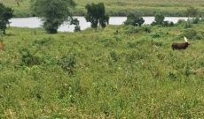 370 Acres Of Farm Land With Water Source In Gomba For Sale At 6m Per Acre