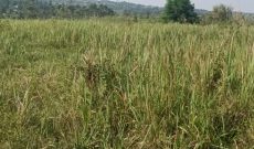 2 Square Miles Of Freehold Land For Sale In Isingiro At 18m Per Acre