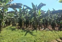 5 Square Miles Of Farmland For Sale In Luwero At 4m Per Acre