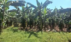 5 Square Miles Of Farmland For Sale In Luwero At 4m Per Acre