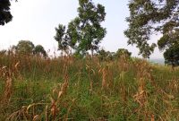 480 Acres Of Land For Sale In Walusubi Mukono At 150m Per Acre