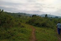 120 Acres Of Farmland For Sale In Busunju Ssekanyonyi Town At 10m Per Acre