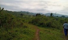 120 Acres Of Farmland For Sale In Busunju Ssekanyonyi Town At 10m Per Acre