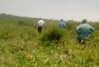 4 Square Miles Of Agricultural Farmland For Sale In Hoima 5m Per Acre