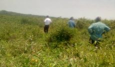 4 Square Miles Of Agricultural Farmland For Sale In Hoima 5m Per Acre