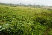 5.5 Acres Of Land For Sale In Kiwenda Nazareth At 200m For All