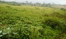 5.5 Acres Of Land For Sale In Kiwenda Nazareth At 200m For All