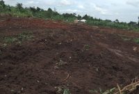 5 Acres Of Land For Sale In Kikonge Mityana Road At 40m Per Acre