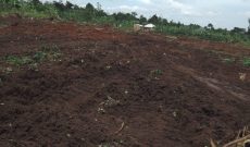 5 Acres Of Land For Sale In Kikonge Mityana Road At 40m Per Acre