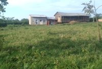 100 Acres Of Farmland For Sale In Nakaseke Butalangu At 11m Per Acre