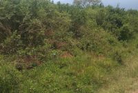 1 Square Mile Of Farmland For Sale In Kayunga On River Nile 4.5m Per Acre