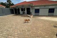 4 Bedrooms House For Sale In Lweza Katosi Road In Mukono 100x100ft At 280m