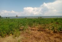 7 Acres Nile River Front Land For Sale In Pakwach With Freehold Tenure At 55m Per Acre