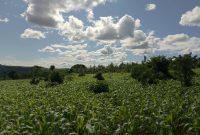 350 Acres Of Farmland For Sale In Kamira At 5m Shillings Per Acre