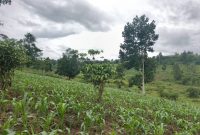 20 Acres For Sale In Jjeza Kibumbiro Mityana Raod At 28m Per Acre