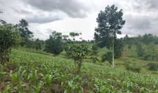 20 Acres For Sale In Jjeza Kibumbiro Mityana Raod At 28m Per Acre