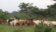 1,500 Acres Farm For Sale In Kasanda Bukuya With Crops And Animal At 15m Per Acre